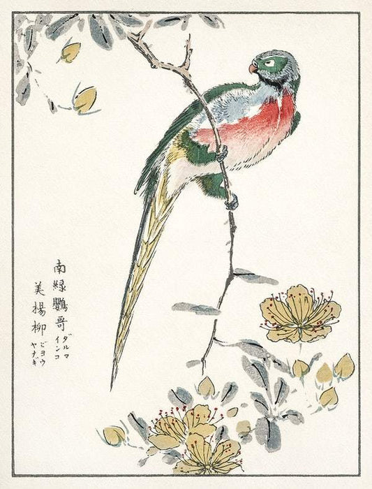 Macaw (1885) by Numata Kashu