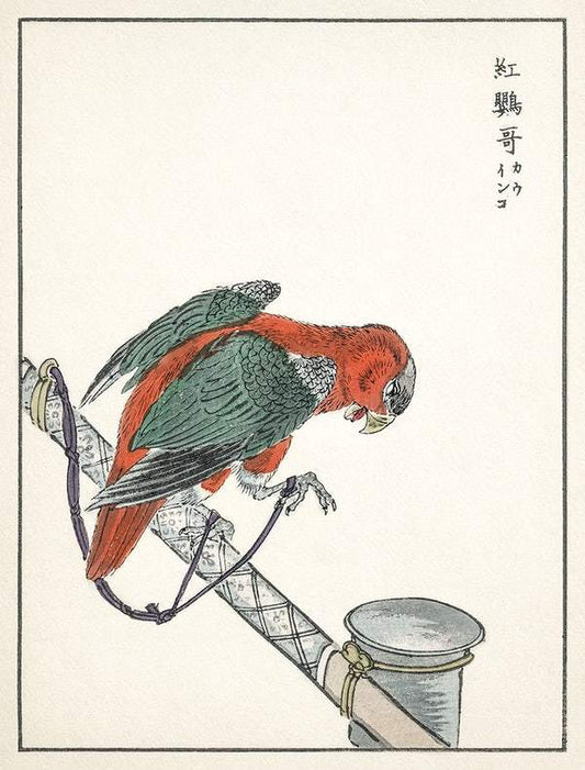 Macaw (1885) by Numata Kashu