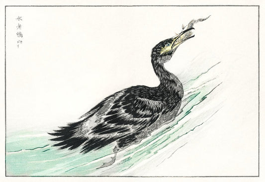 Temminck's Cormorant illustration from Pictorial Monograph of Birds (1885) by Numata Kashu