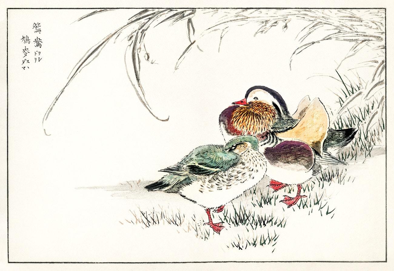 Mandarin Duck and Pearl Barley illustration from Pictorial Monograph of Birds (1885) by Numata Kashu