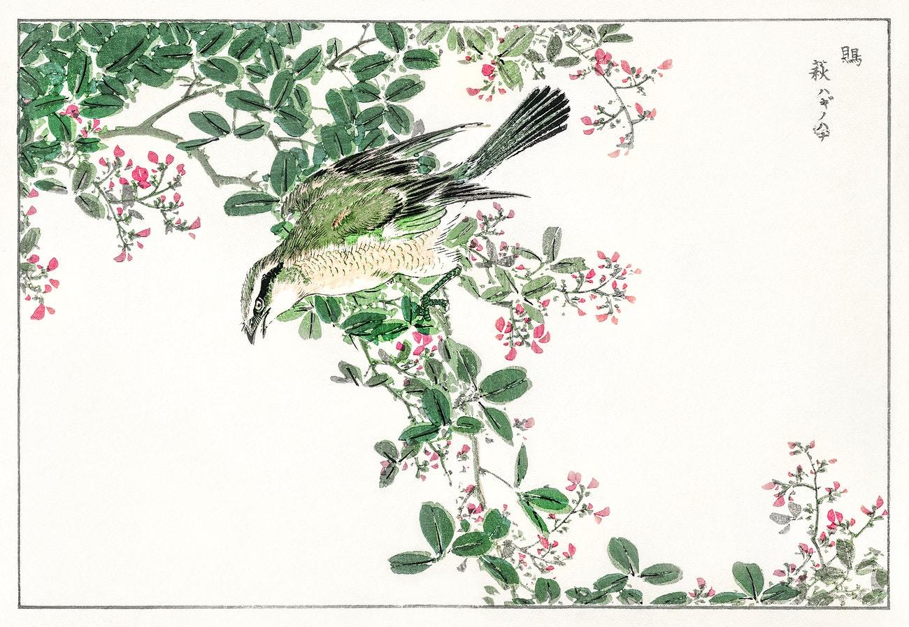 Bull-headed Shrike and Bush Clover illustration from Pictorial Monograph of Birds (1885) by Numata Kashu