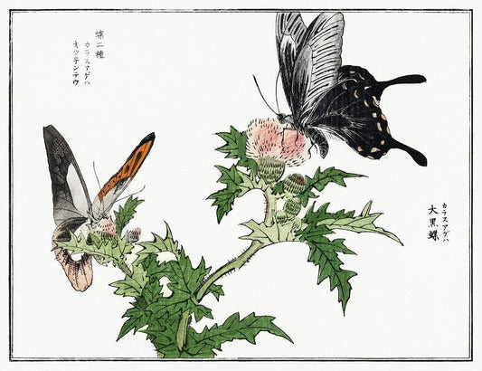 Butterflies and flower illustration by Morimoto Toko (1910)