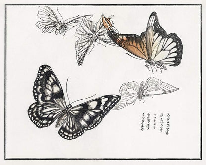 A black and white illustration of various butterflies in different flying poses, with detailed patterns on their wings.