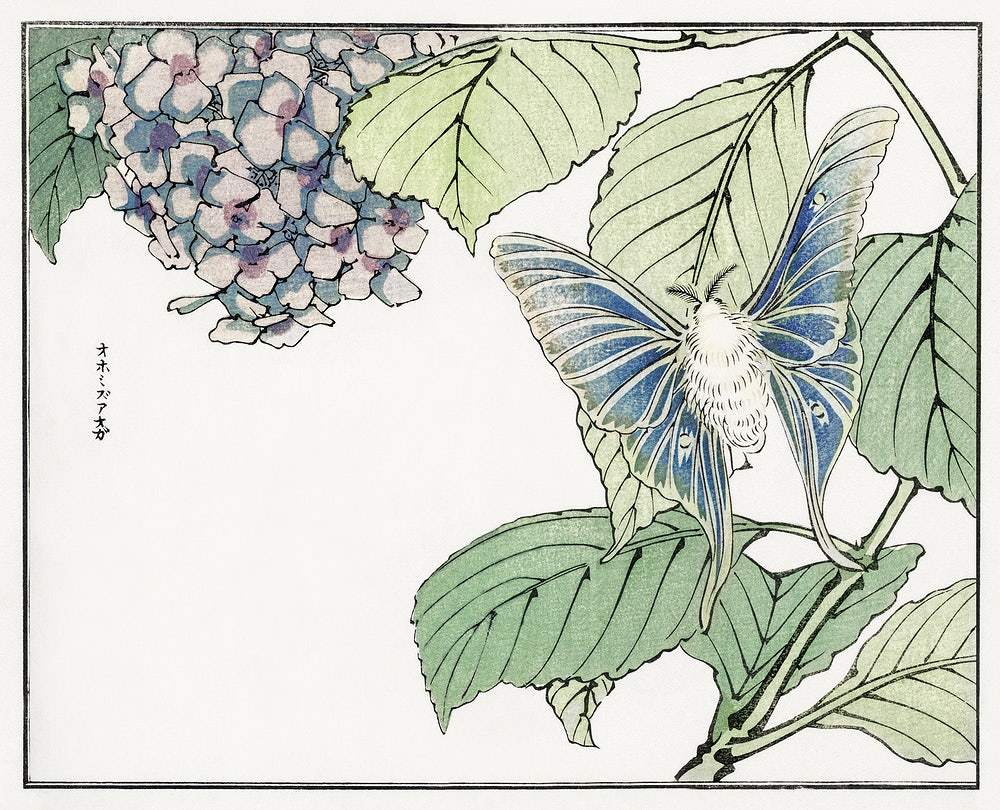 Moth and plant by Morimoto Toko (1910)