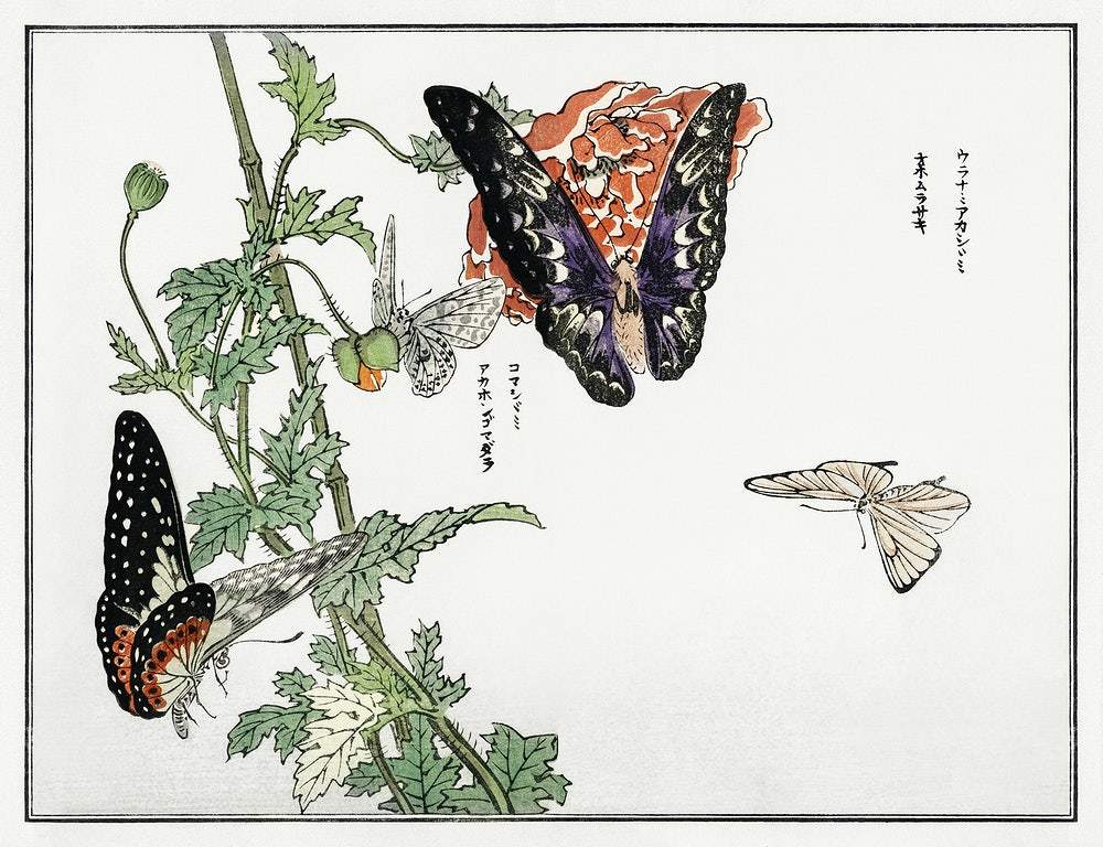 Butterflies and flower illustration by Morimoto Toko (1910)