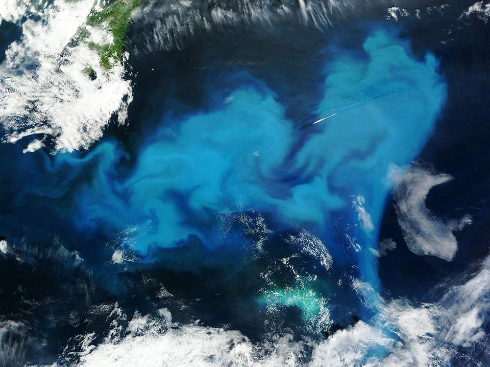 A satellite image of a phytoplankton bloom in blue hues over the ocean, with surrounding areas in green and white.