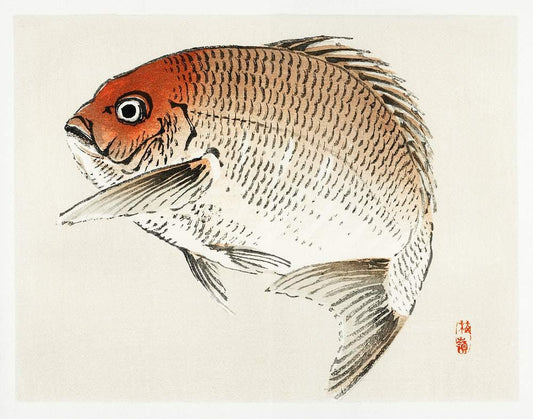 Tai (Red Seabream) fish by Kōno Bairei (1913)