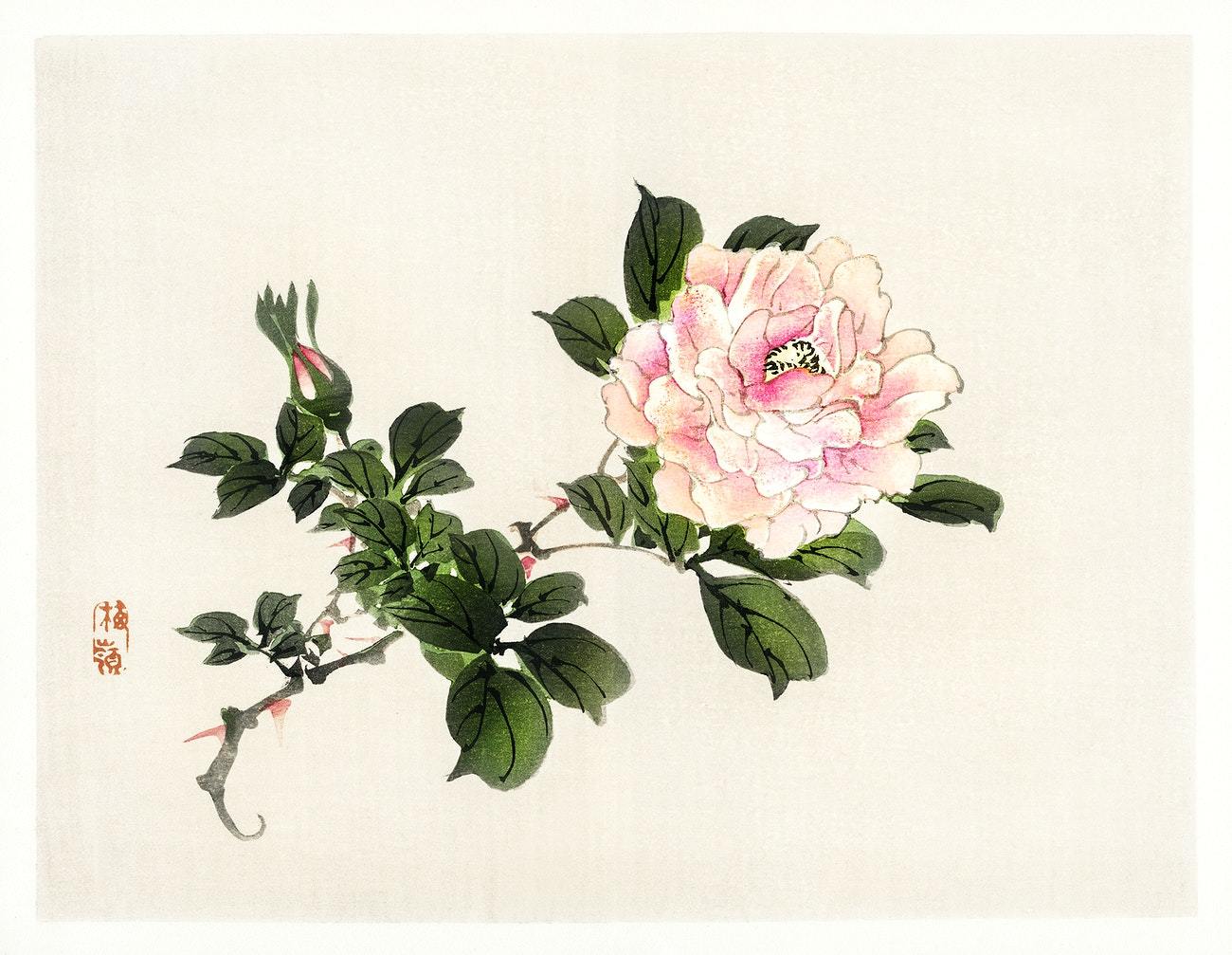 Pink rose by Kōno Bairei (1913)