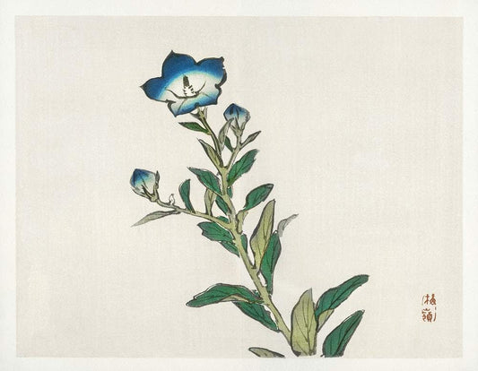 Morning glory by Kōno Bairei (1913)