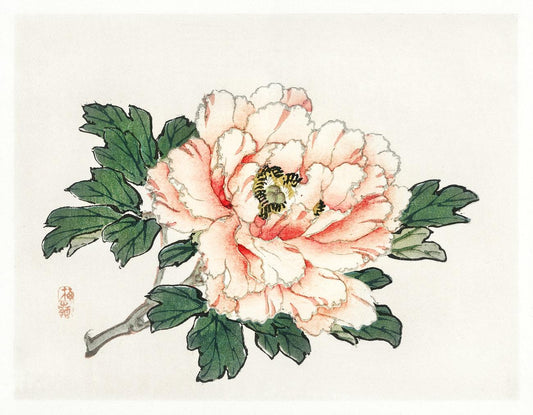 Pink rose by Kōno Bairei (1913)