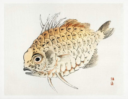 A framed print of a single fish illustrated in a realistic style with orange and white tones against a white background.