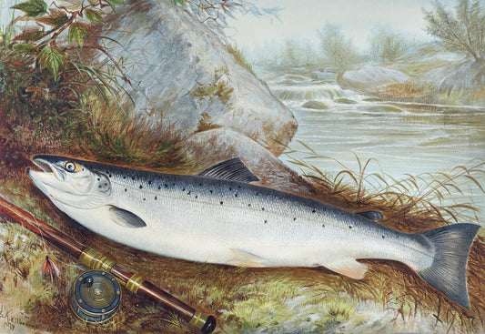 Trout by Samuel Kilbourne (1836-1881)