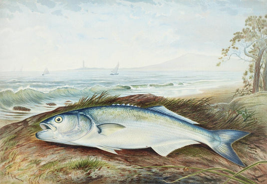 Sprat by Samuel Kilbourne (1836-1881)