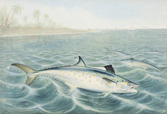 Spanish Mackerel by Samuel Kilbourne (1878)