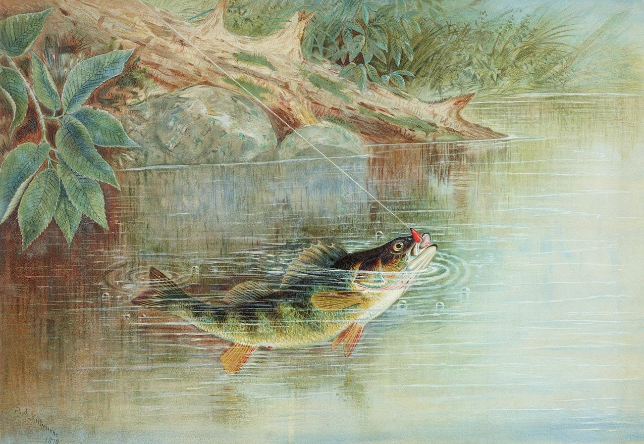 Yellow Perch by Samuel Kilbourne (1836-1881)