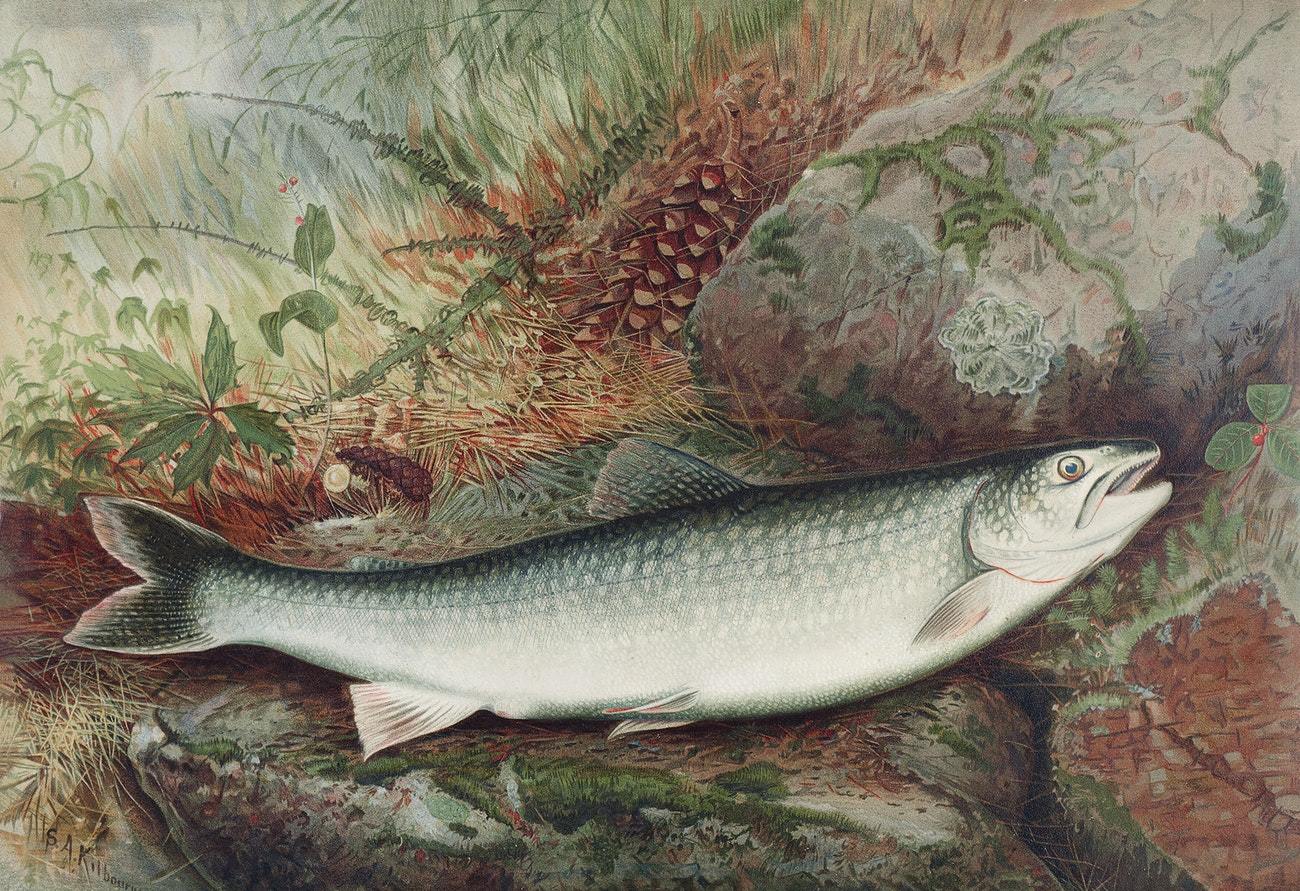 Lake Trout by Samuel Kilbourne (1836-1881)