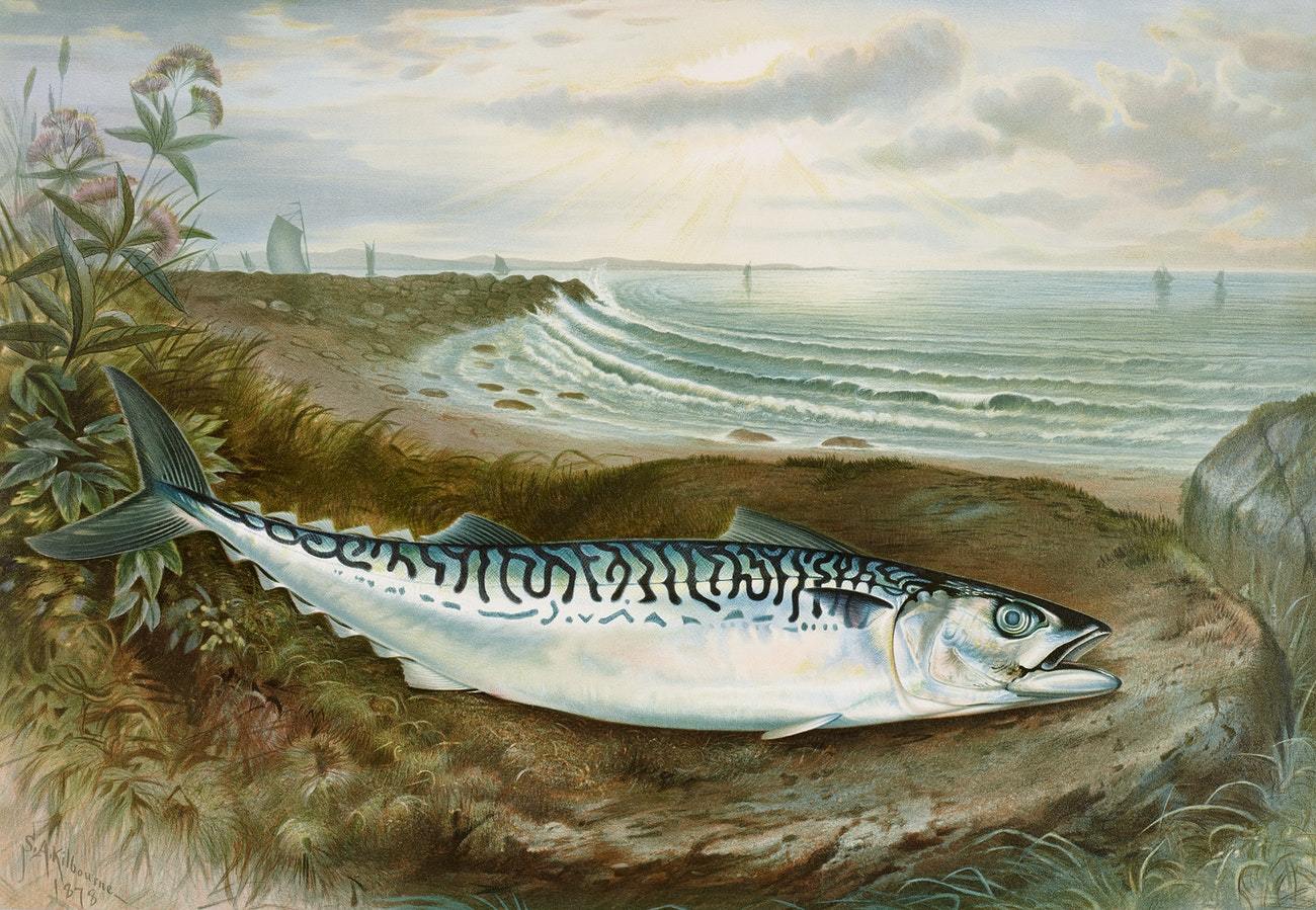 Mackerel fish by Samuel Kilbourne (1836-1881)