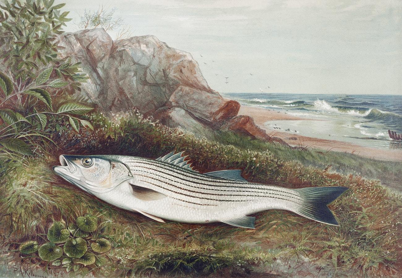 Striped bonito by Samuel Kilbourne (1836-1881)