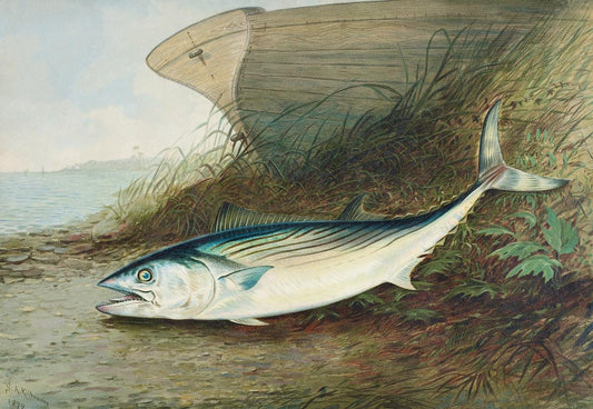 Mackerel by Samuel Kilbourne (1836-1881)