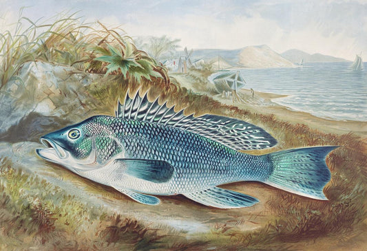 The Sea Bass by Samuel Kilbourne (1836-1881)