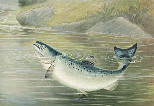 The California salmon by Samuel Kilbourne (1836-1881)