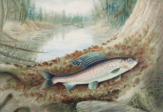 Arctic Grayling by Samuel Kilbourne (1836-1881)