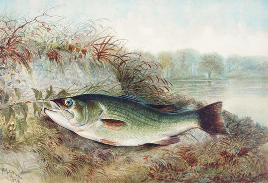 Largemouth Bass by Samuel Kilbourne (1836-1881)