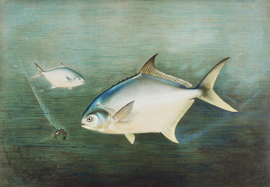 Pompano chromolithograph by Samuel Kilbourne (1836-1881)