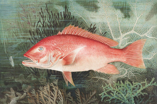 Northern Red Snapper by Samuel Kilbourne (1836-1881)