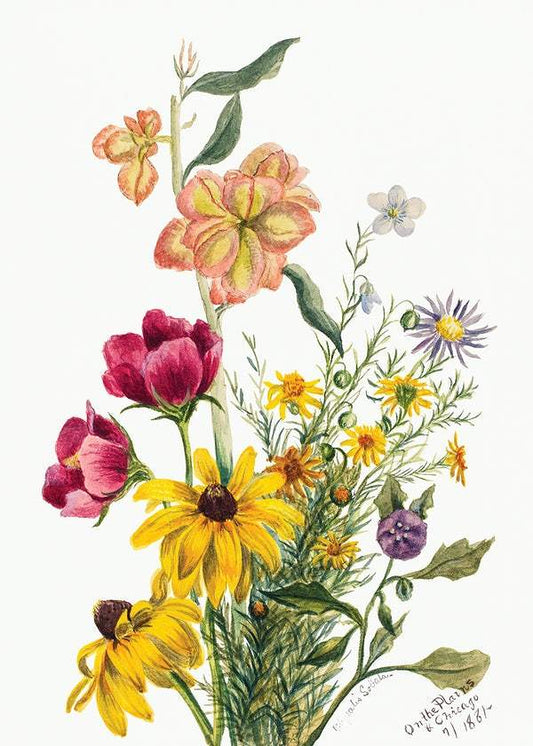 Group of Flowers (1881) by Mary Vaux Walcott