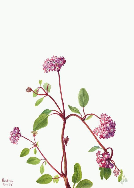 Sand Verbena (Abronia umbellata) (1936) by Mary Vaux Walcott