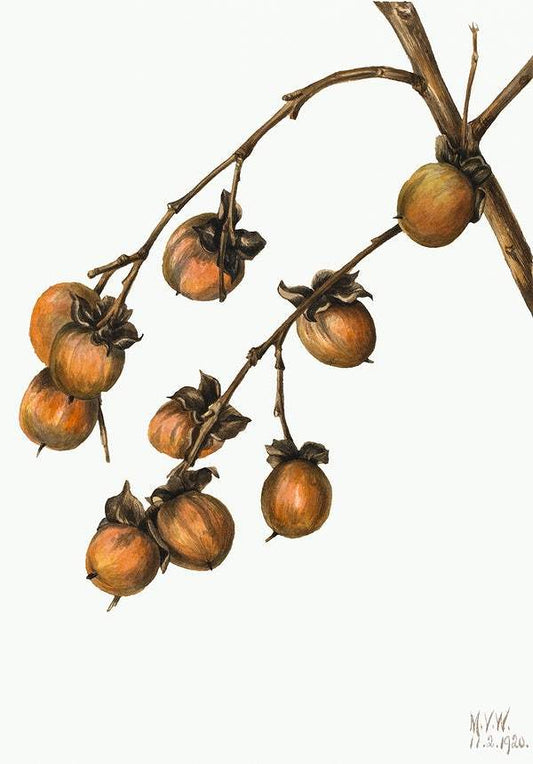 Persimmon (Diospyros virginiana) (1920) by Mary Vaux Walcott