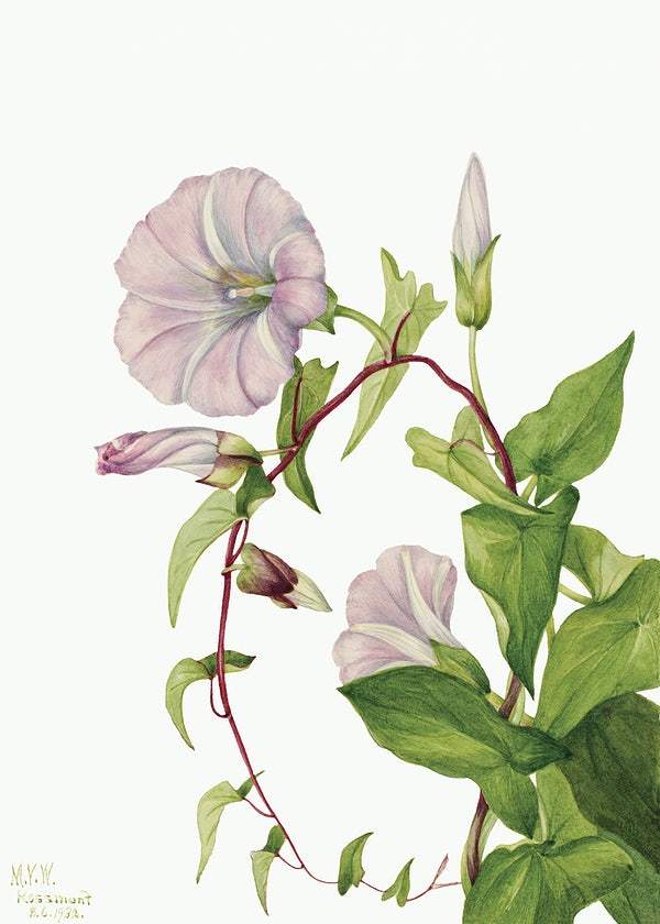 Hedge Bindweed (Calystegia Convolvulus sepium) (1932) by Mary Vaux Walcott