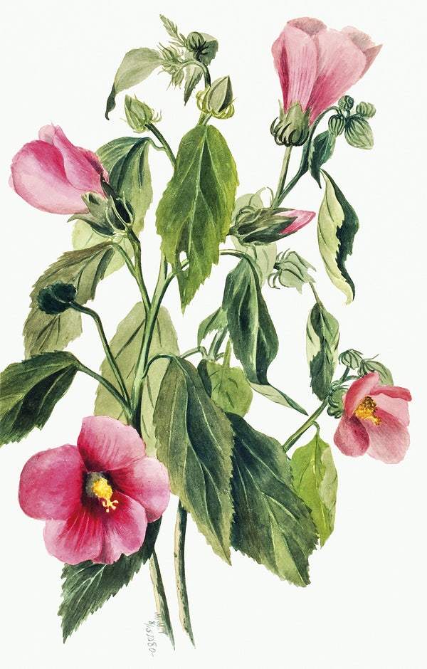 Rose Gentian by Mary Vaux Walcott