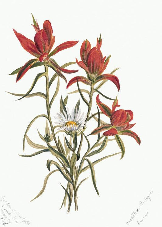 Indian Paintbrush (Castilleja rhexifolia) (1883) by Mary Vaux Walcott