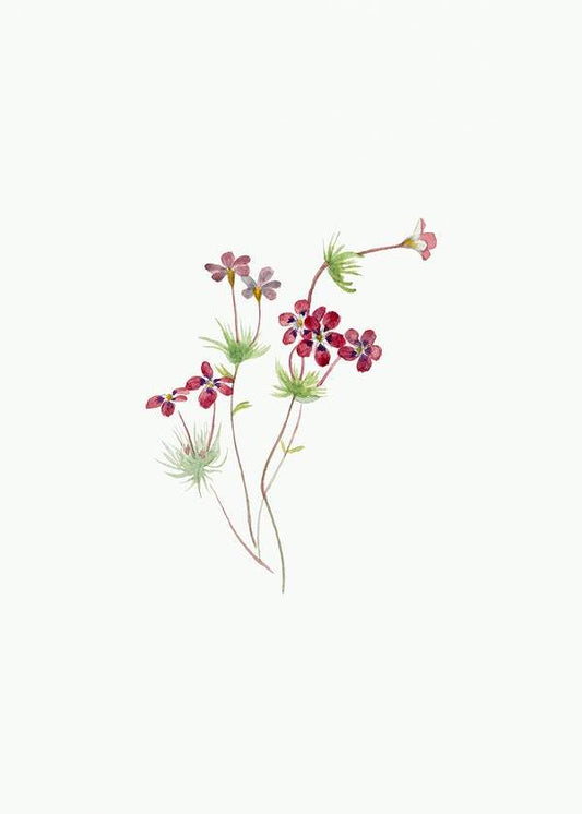 Gilia linanthus parviflorus (1900–1930) by Mary Vaux Walcott