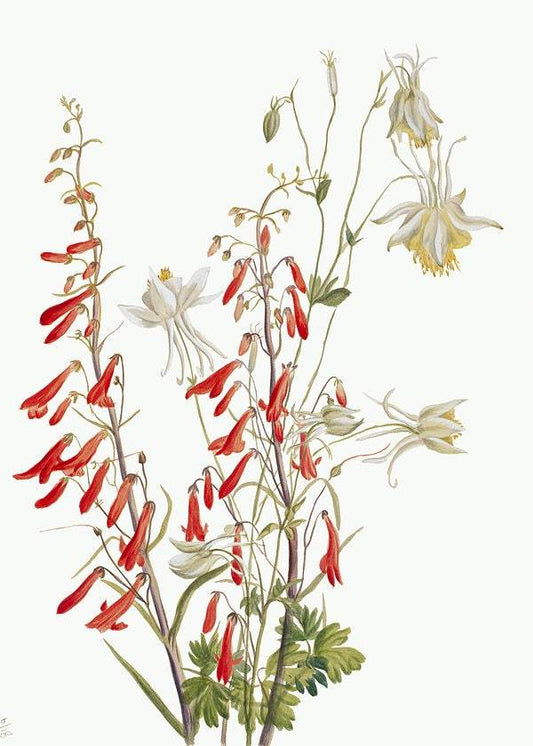 Flower Study (1883–1900)by Mary Vaux Walcott