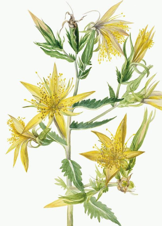 Blazing Star (Mentzelia laevicaulis) (1930) by Mary Vaux Walcott