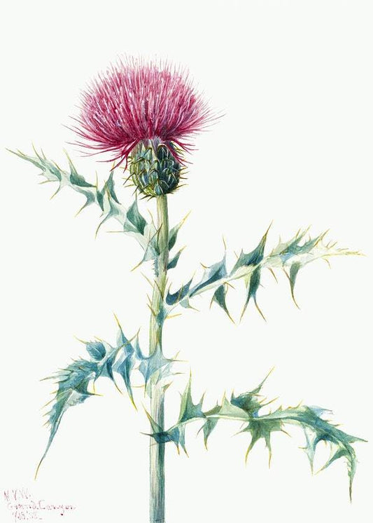 Thistle by Mary Vaux Walcott