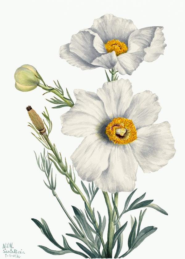 Matilija Poppy by Mary Vaux Walcott