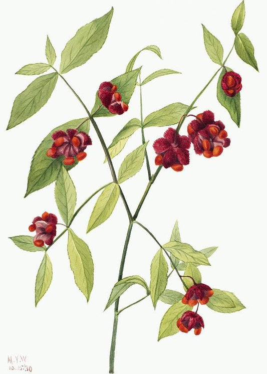 Strawberry Bush; "Hearts Bustin' with Love" (Euonymus Americanus) (1930) by Mary Vaux Walcott