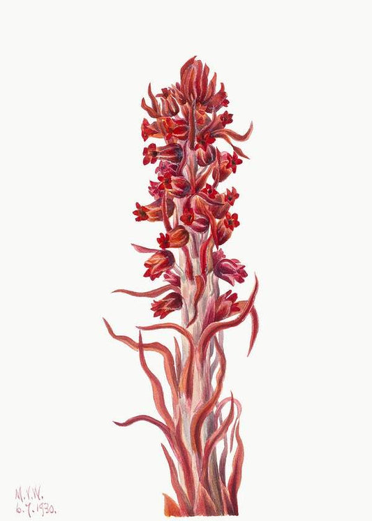 Snow Plant (Sarcodes sanguinea) (1930) by Mary Vaux Walcott