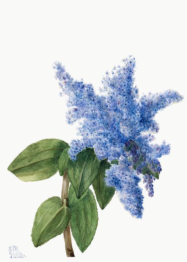 California Lilac by Mary Vaux Walcott