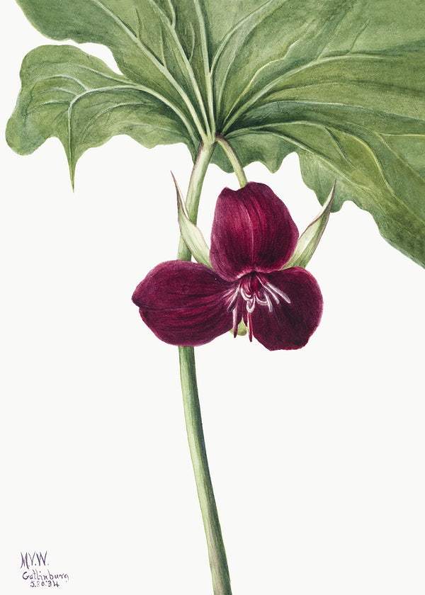 Sweet Trillium by Mary Vaux Walcott (1929)