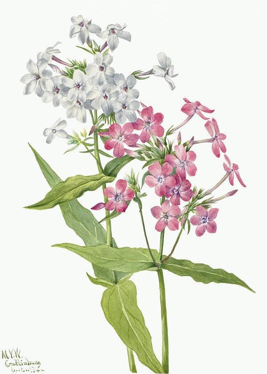 Perennial Phlox by Mary Vaux Walcott