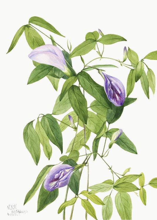 Butterfly Pea (Clitoria mariana) (1934) by Mary Vaux Walcott