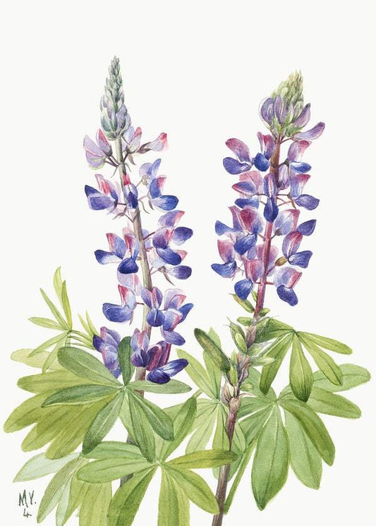 Lupine by Mary Vaux Walcott