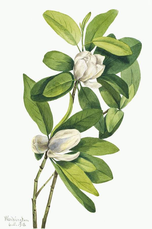 Swamp Magnolia (Magnolia virginiana) (1918) by Mary Vaux Walcott