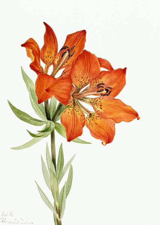 Red Lily by Mary Vaux Walcott