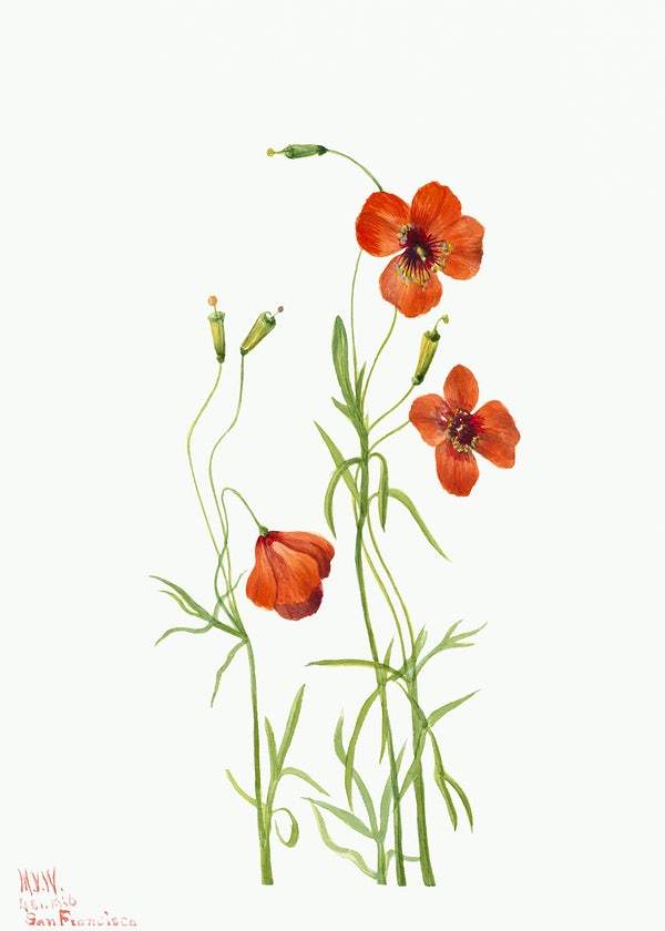 Wind Poppy by Mary Vaux Walcott